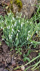 spring snowdrops in the snow