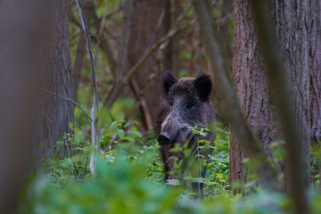 Wild boar,, Sus scrofa,, in its natural environment, Danubain, wetland, Slovakia