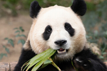 Obraz premium Close up Cute Fluffy Panda, Fu Bao, Everland in South Korea