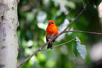 Red fody bird on the branch in the forest. Birds in the natural Madagascar forest