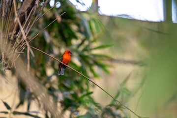 Red fody bird on the branch in the forest. Birds in the natural Madagascar forest