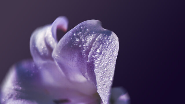 PURPLE FLOWER WITH WATER DROPLETS, FLORAL FINE ART, FLOWER BACKGROUND, MACRO PHOTOGRAPHY, CLOSE UP WATER DROPLETS