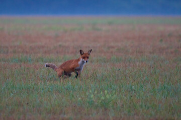 Red fox ,, vulpes vulpes,, in its natural environment, Danubian wetland, Slovakia