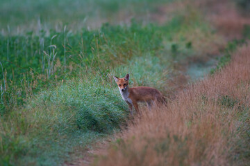 Naklejka na ściany i meble Red fox ,, vulpes vulpes,, in its natural environment, Danubian wetland, Slovakia