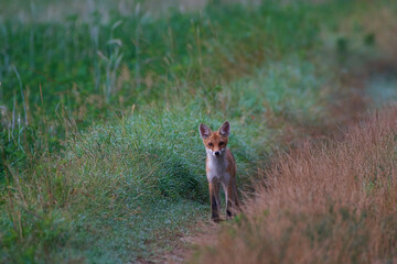 Red fox ,, vulpes vulpes,, in its natural environment, Danubian wetland, Slovakia