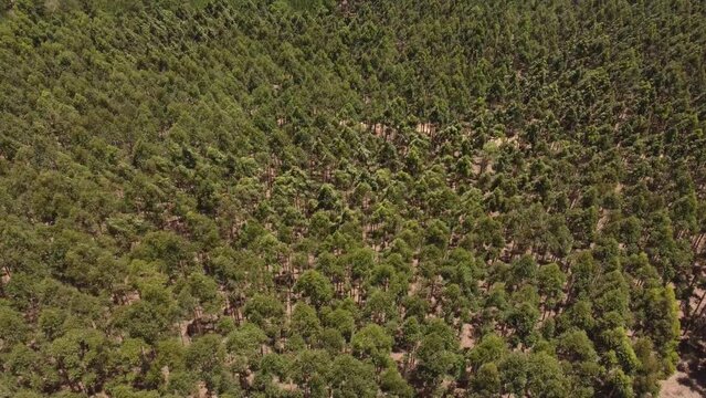 Lost lush forests of Argentine Gran Chaco aerial
