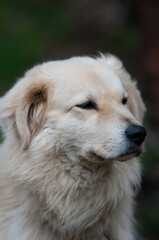 Pies, portret psa, biały pies