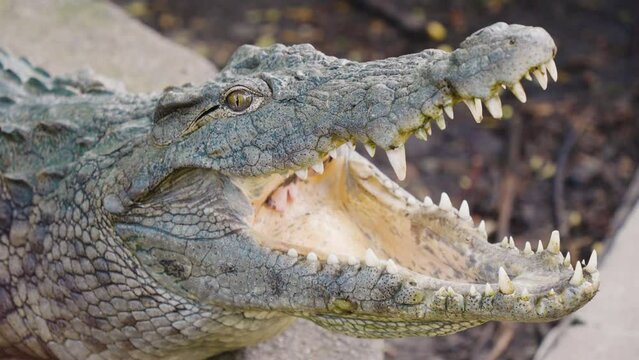 Crocodile opening its mouth with sharp teeth.