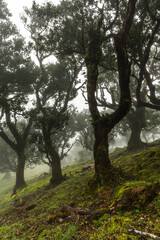 Ancient Laurel trees in Fanal forest, Madeira. Mystical foggy park with old trees.