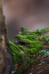 Rośliny, w lesie wiosna, kwitnące rośliny, listki, mech, drzewa w lesie, mech w lesie, bazie, zawilce, jaskinia, makro kwiaty © Freshfanpage