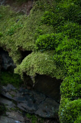 Rośliny, w lesie wiosna, kwitnące rośliny, listki, mech, drzewa w lesie, mech w lesie, bazie, zawilce, jaskinia, makro kwiaty © Freshfanpage