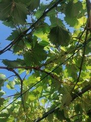 Grape vine in garden