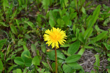 A yellow dandelion is on the ground in the grass isolated, close-up  
