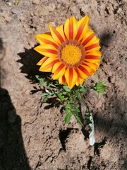 flower in the garden