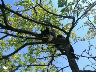 Cat on a branch