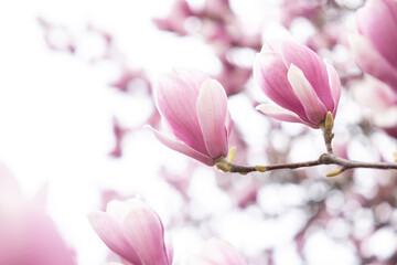 Blooming branch of magnolia tree in spring time. Close up
