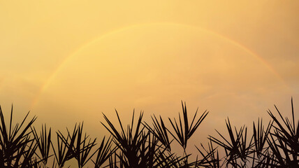 Panoramic view of blurry rainbow on beautiful summer dramatic twilight sky background with silhouette of leaves.Image use for natural environment presentation backdrop.