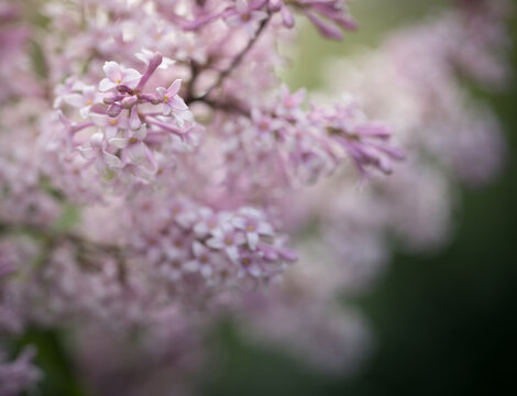 Spring background with blossom branches of pink lilac on blurred backdrop. Toning in dark colors.