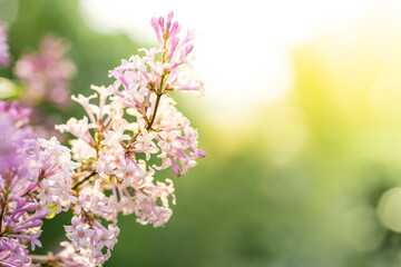 Obraz na płótnie Canvas Sunlit spring blooming lilac branch on blurred foliage and sun backdrop in early morning. Copy space