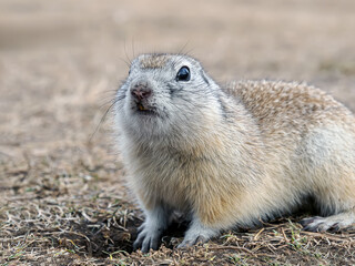 Gopher is leaned out of its hole on a lawn and looking at the camera. Waking up rodent after season hibernation. Close-up portrait of a rodent.