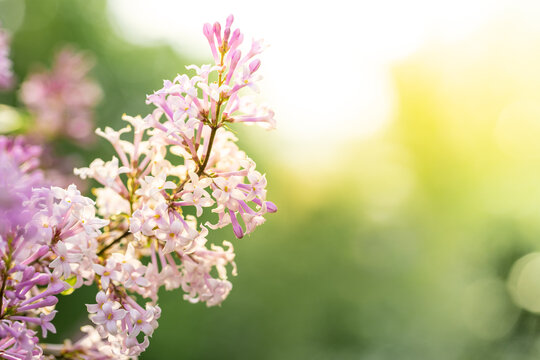 Sunlit spring blooming lilac branch on blurred foliage and sun backdrop in early morning. Copy space