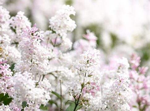 Beautiful spring background with branches of blossom white-pink lilac on foreground.