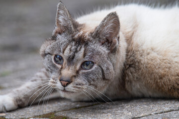 Obraz premium Closeup of the face of a lynx point cat laying outside
