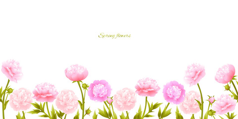 Peonies. Pink flowers. Floral background. Buds. Border. Green leaves. Vector illustration.