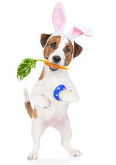 Jack russell terrier puppy wearing easter rabbits ears holds carrot in it mouth  and holds painted eggs in it paw. Isolated on white background
