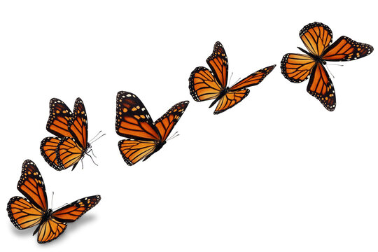 Beautiful monarch butterfly flying on white background