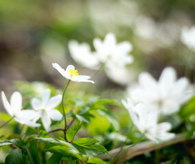 white anemones in the forest