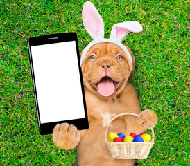 Happy mastiff puppy wearing easter rabbits ears holds basket of painted easter eggs and shows big...