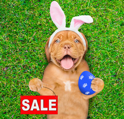 Happy mastiff puppy wearing easter rabbits ears painted Easter egg and shows signboard with labeled 