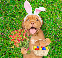 Happy Mastiff puppy wearing easter rabbits ears holds basket of painted Easter eggs and bouquet of tulips. Dog lying on its back on summer green grass. Top down view