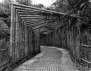 Bamboo wood bridge for going into rain forest in black and white