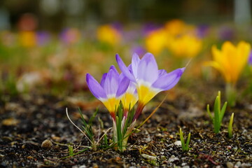 Two BEST bright blue-yellow spring crocus flowers lit by the sun on the blurred flower background