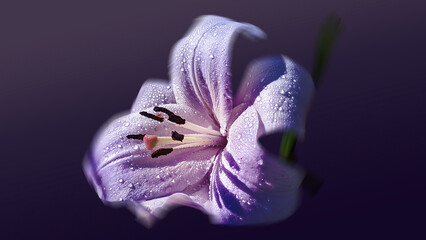 PURPLE LILLY WITH WATER DROPLETS CLOSE UP, FLORAL FINE ART, VIOLET FLOWER BACKGROUND, MACRO...
