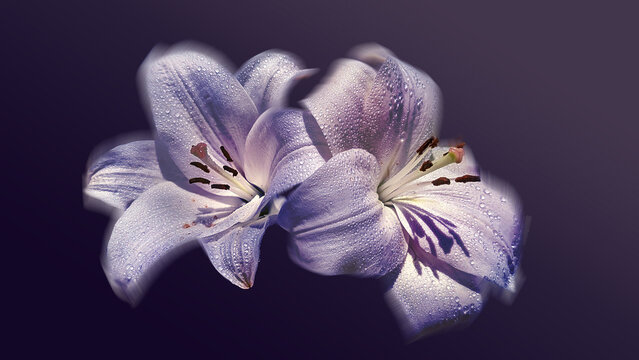 TWIN PURPLE LILLIES WITH WATER DROPLETS CLOSE UP, FLORAL FINE ART, VIOLET FLOWER BACKGROUND, MACRO PHOTOGRAPHY, CLOSE UP WATER DROPLETS, VIOLET BACKGROUND
