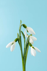 Obraz premium Snowdrop on blue background. White springs flower in close-up with copy space.concept of early spring.