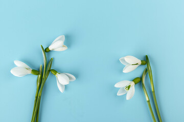 Fototapeta premium Snowdrop on blue background. White springs flower in close-up with copy space.concept of early spring.