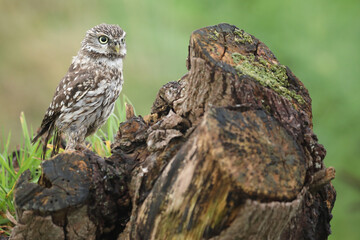 A portrait of a Little Owl on top of a willow
