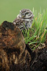 A portrait of a Little Owl on top of a willow
