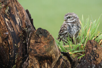 A portrait of a Little Owl on top of a willow
