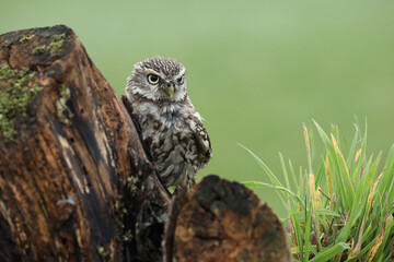 A portrait of a Little Owl on top of a willow
