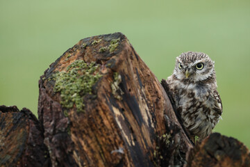 A portrait of a Little Owl on top of a willow
