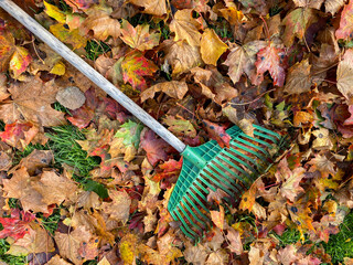 Green garden rake lies on the fallen autumn leaves