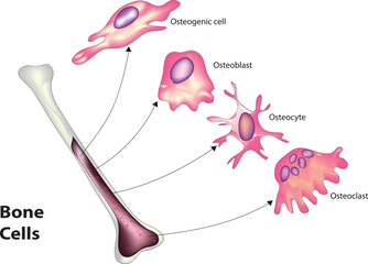 bone cells - obrazy, fototapety, plakaty