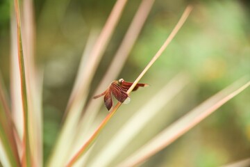 A red dragonfly taken from close up with a bright diffuse background.