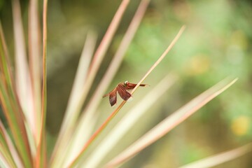 A red dragonfly taken from close up with a bright diffuse background.