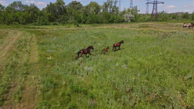 Brown horses, mother, baby horse and stallion grazing in a field meadow. High quality 4k footage